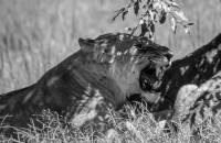 Lionesse Masai Mara