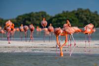 Rio Lagertos Pink Flamingos