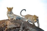 Leopard Duo