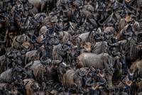 Wildebeest Traffic